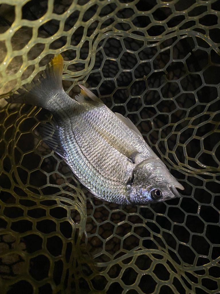 淀川ブリームゲーム