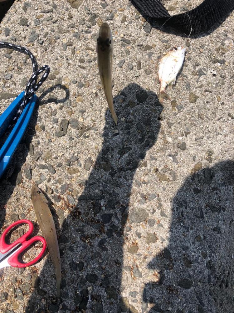 泉南キス ベストシーズンインザサン