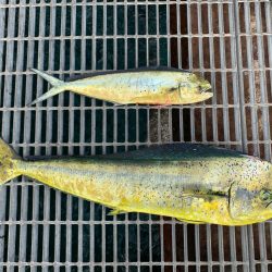 まだまだ釣れてます！