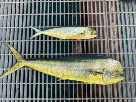 まだまだ釣れてます！