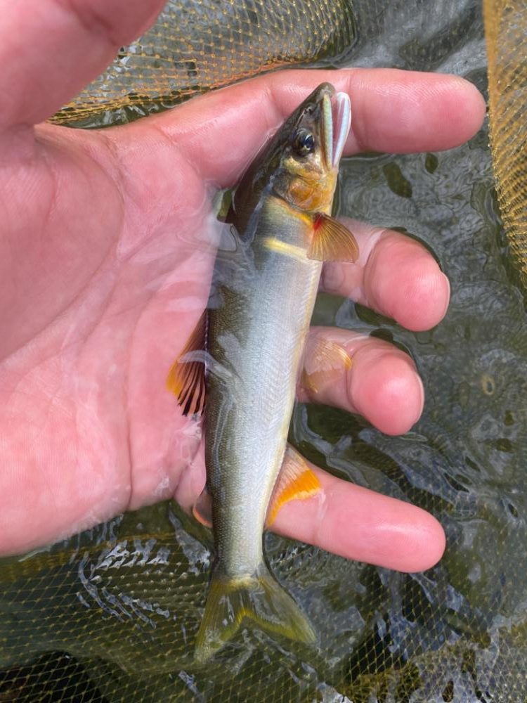 有田川鮎釣り釣行