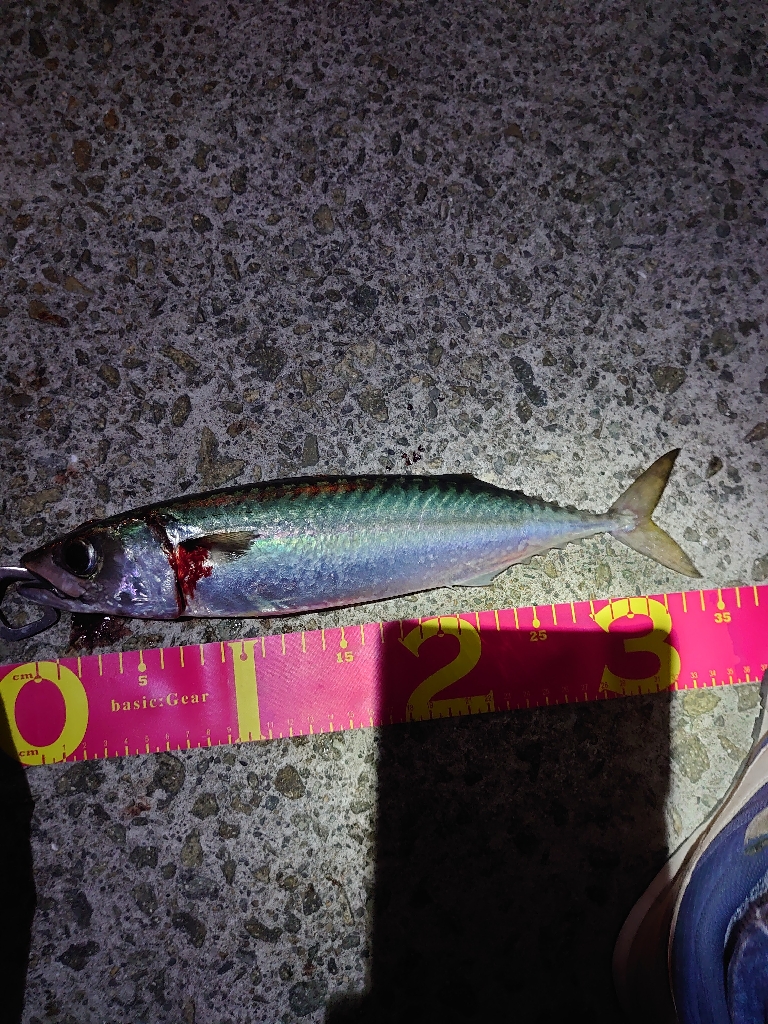 大サバとメバル