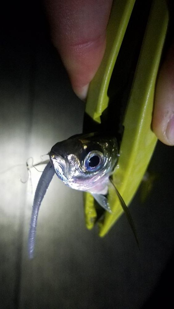 猫って怖い( TДT)