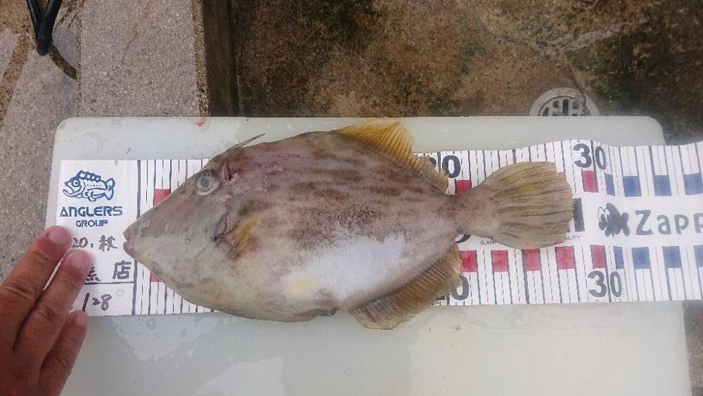 大潮の微妙な釣果