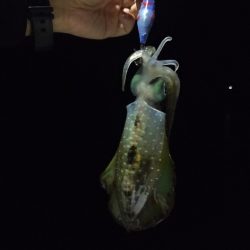 【餌木蔵スケスケカラー】宇和海デイエギング