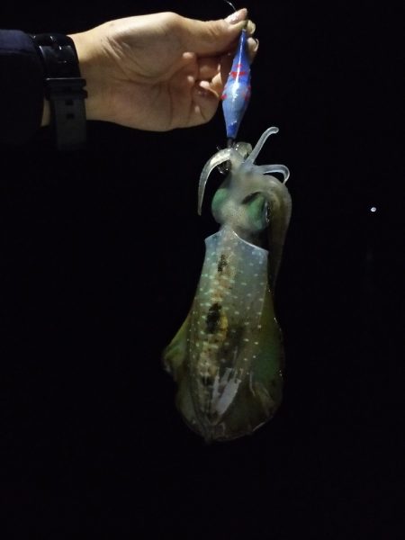 【餌木蔵スケスケカラー】宇和海デイエギング