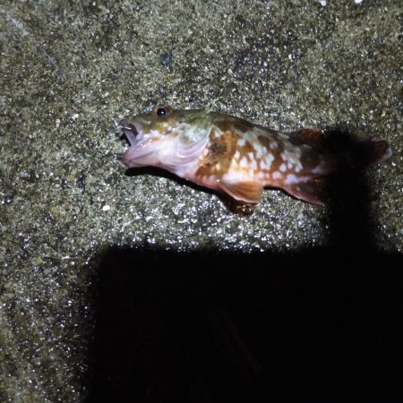 エビ撒き　アコウ不発、代わりにチヌ