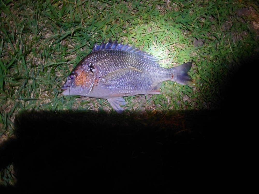 何とかチヌ2匹、シーバスはいつものバラシ（泣）