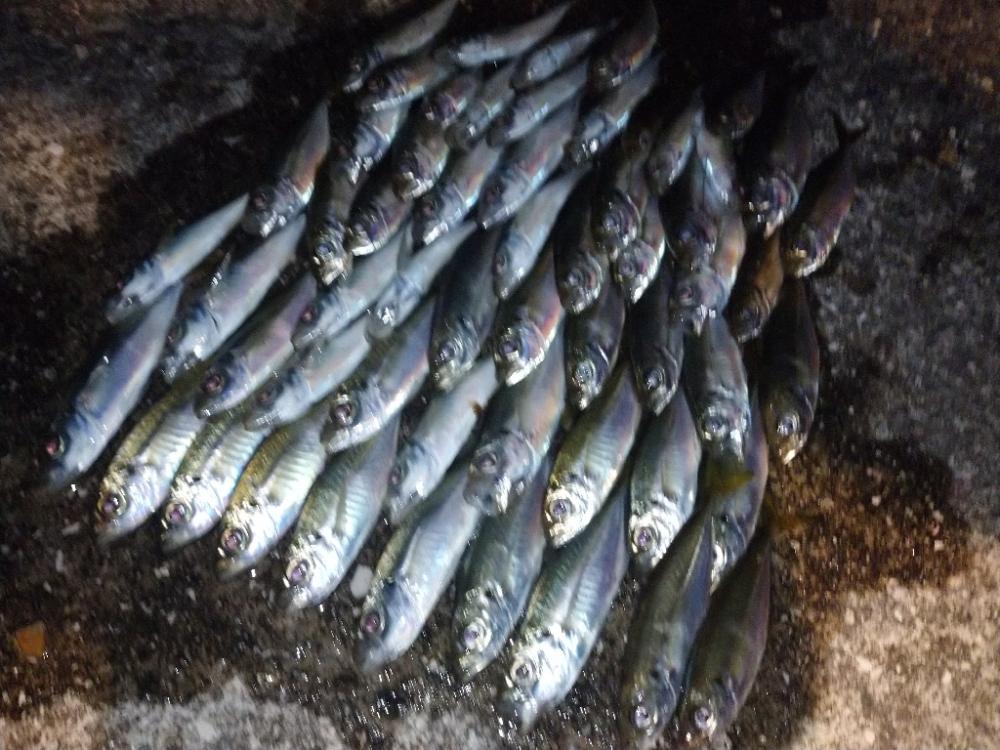 爆釣‼️アジング