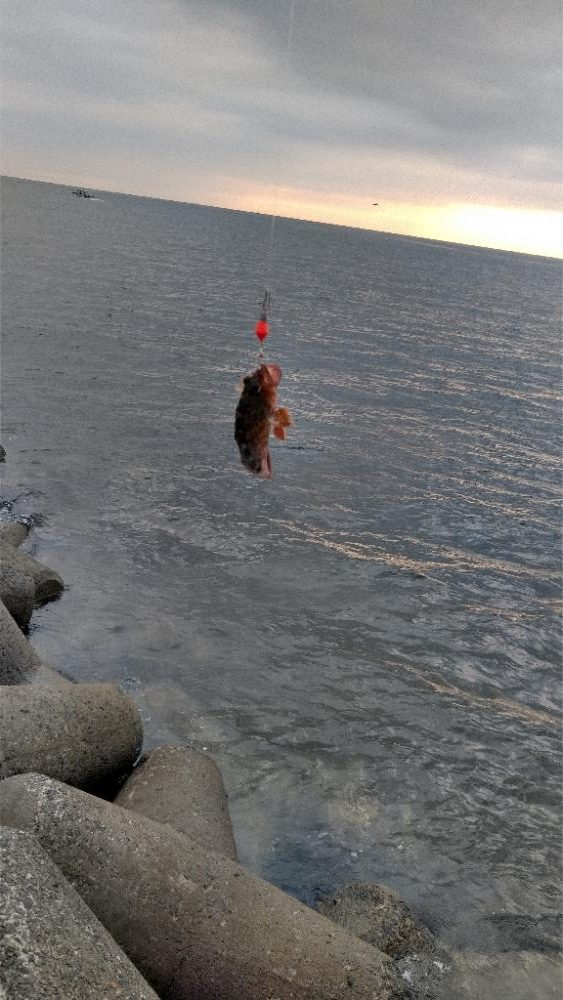 シーズン初タチウオ