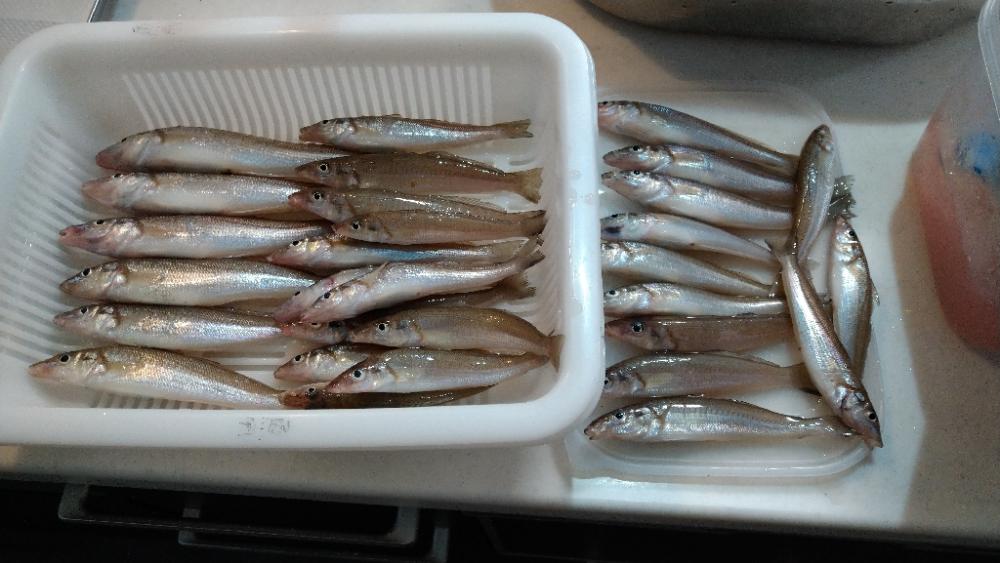 チョイ投げキス釣りぼちぼち釣れました