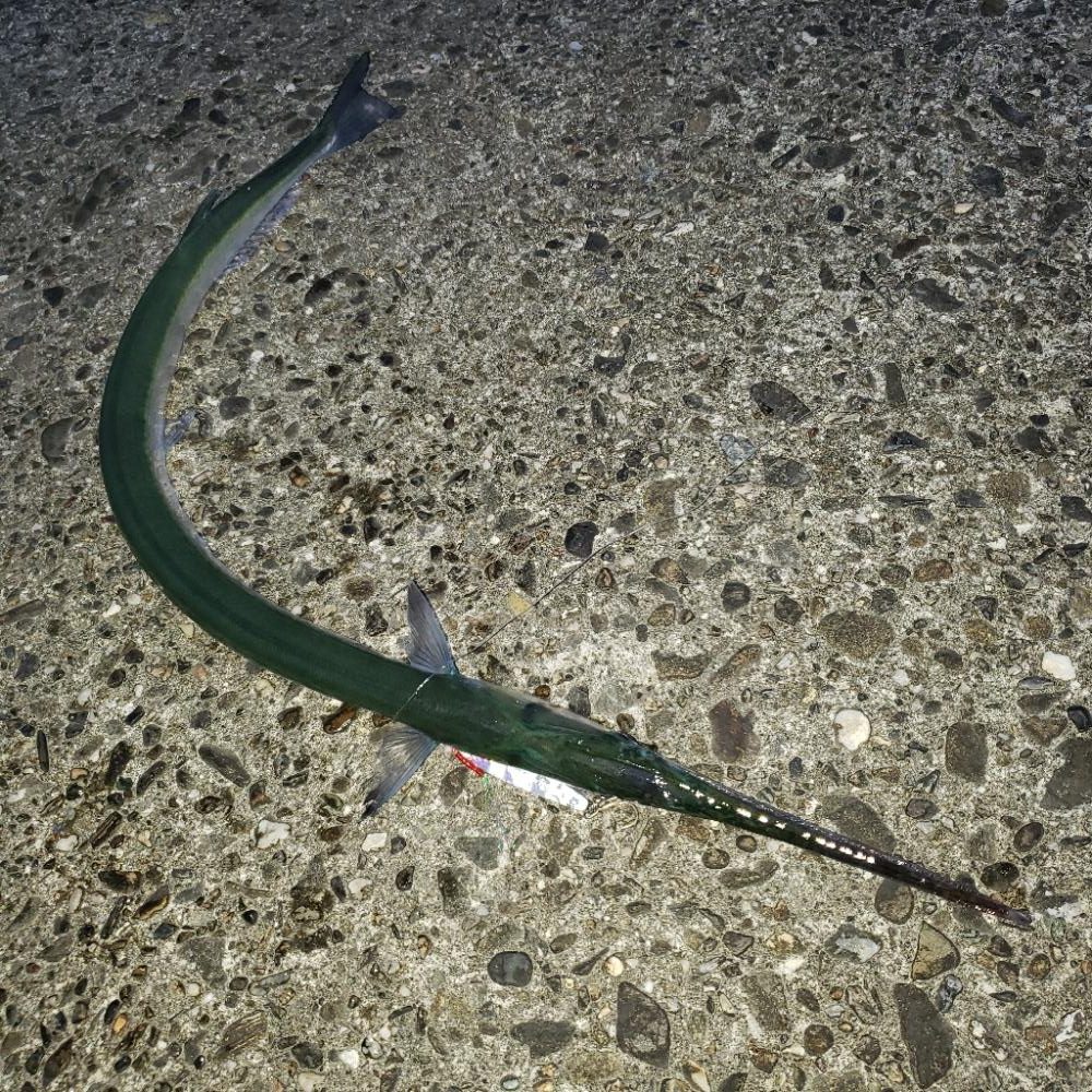 今朝はエソじゃない!