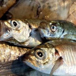 「レダマ」で楽しむ夏アジング