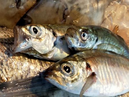 「レダマ」で楽しむ夏アジング