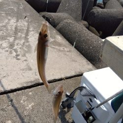高砂港のキス釣り