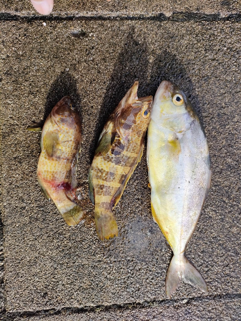 いつもの浜田港にて