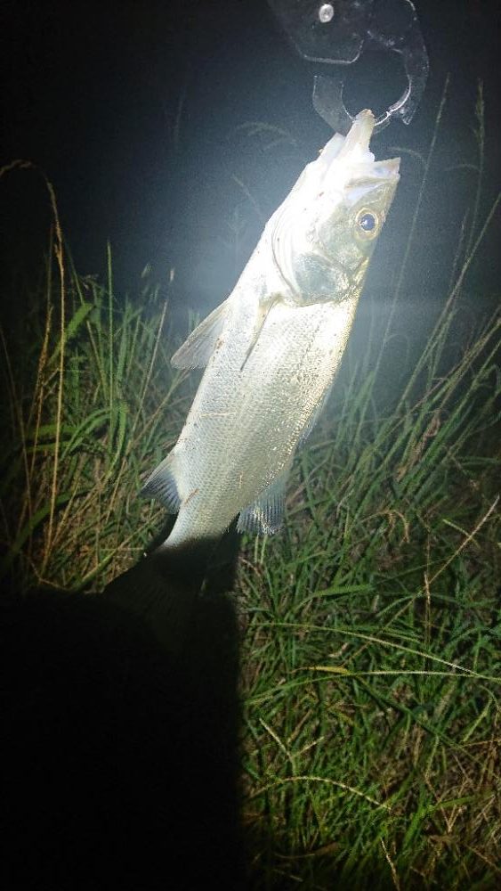 小さいけどたくさん釣れました！