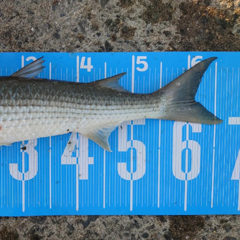 紀州釣りに挑戦(✿^‿^)