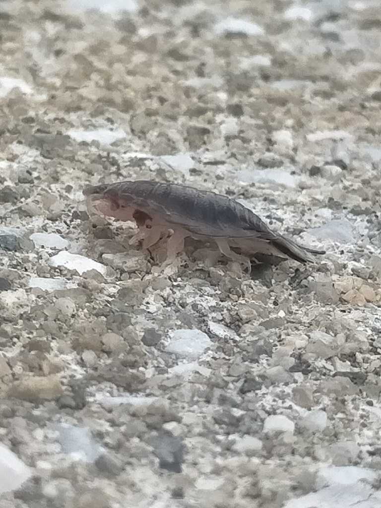 エギングするつもりでしたが…