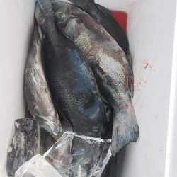 クロ釣り(畝刈)