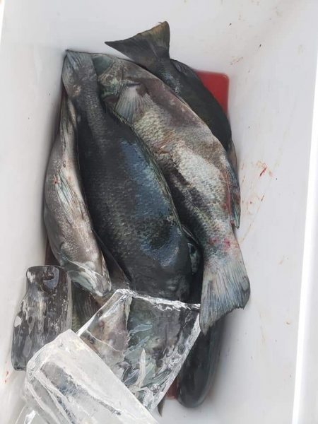 クロ釣り(畝刈)