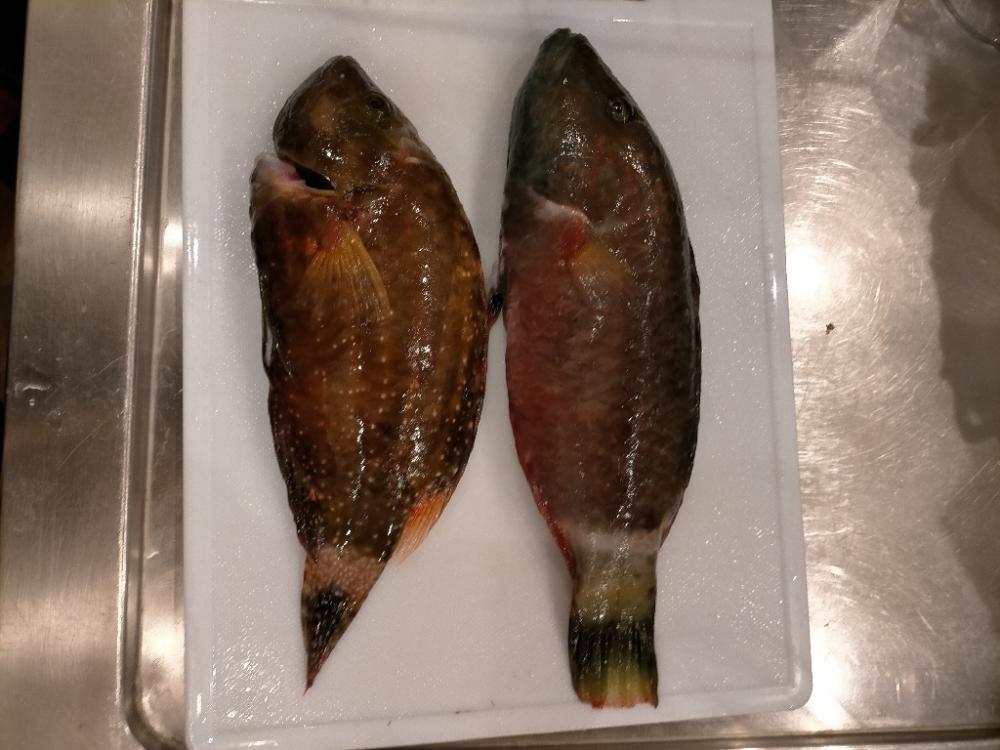 エギで魚が!?ゎ