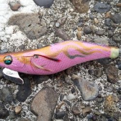 アオリイカの新子調査