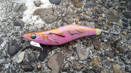 アオリイカの新子調査