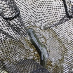 久々のエリアフィッシング〜