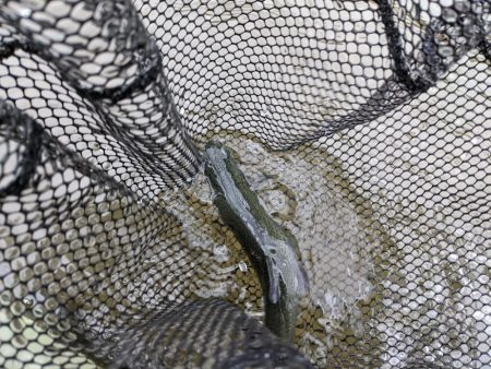 久々のエリアフィッシング〜