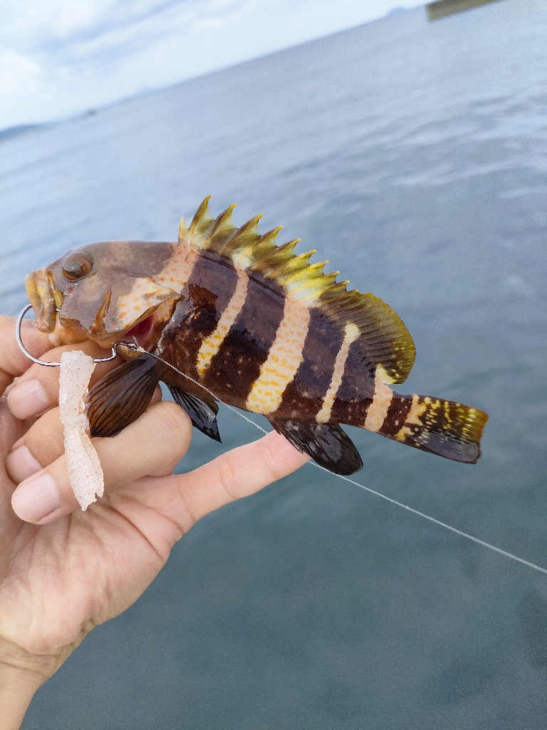 子供と堤防でロックフィッシング