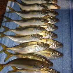 ご近所アジング