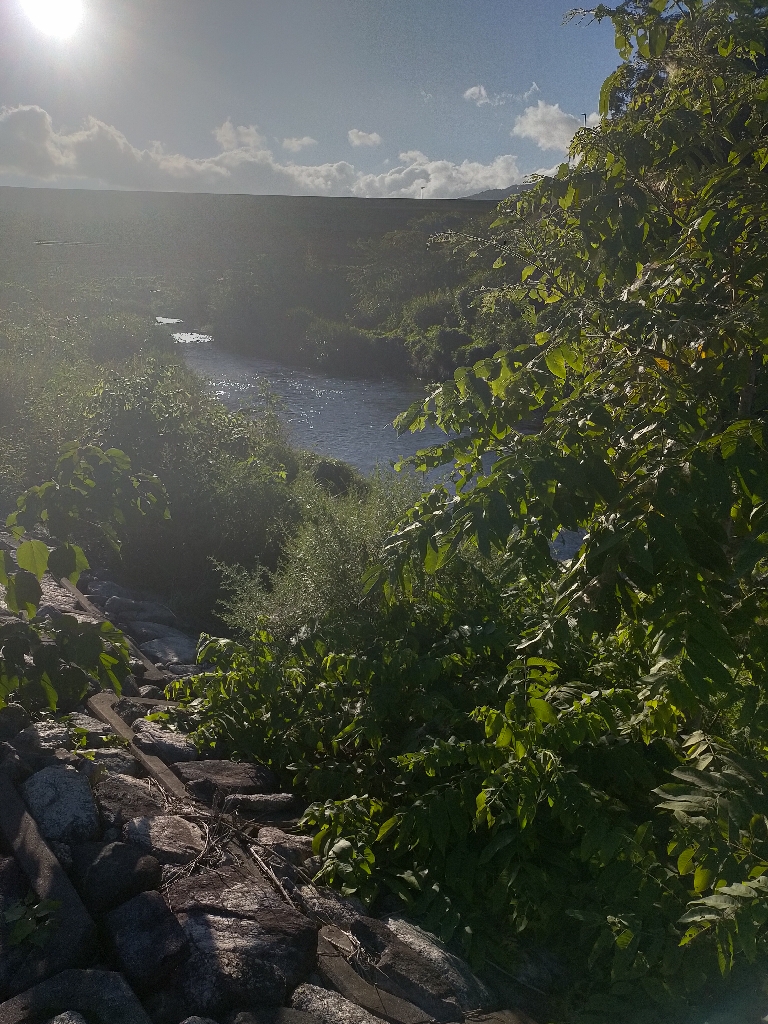 帰る途中に小鮎釣り