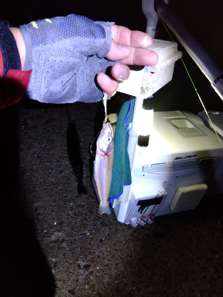 苅屋海岸のキス釣り