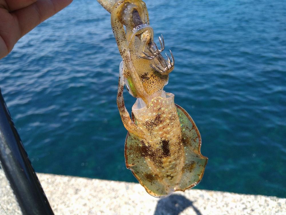 越前海岸南部の新子調査