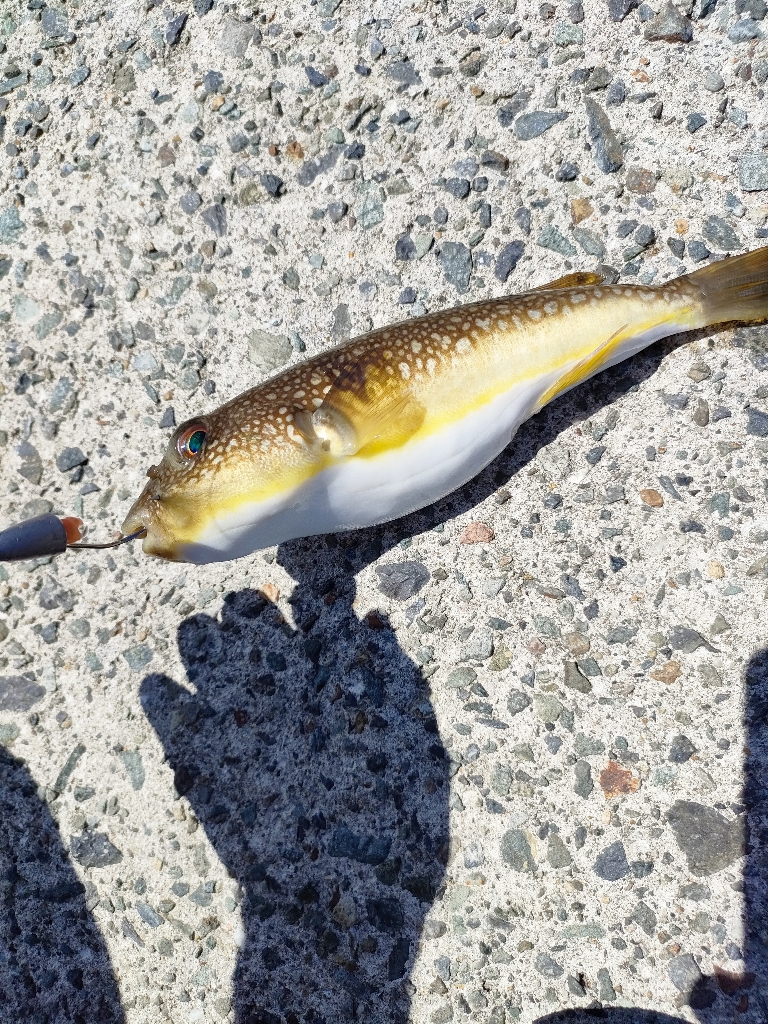 小潮にしては…