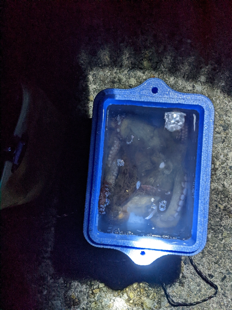 今季5、6杯目🐙🐙!!