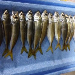 豆アジリベンジ