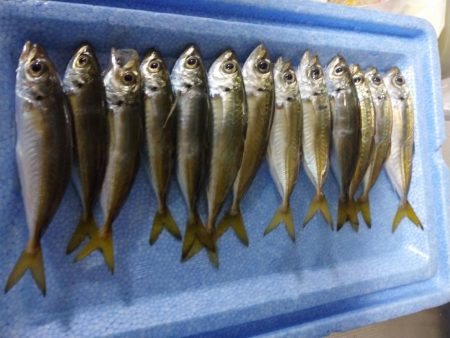 豆アジリベンジ