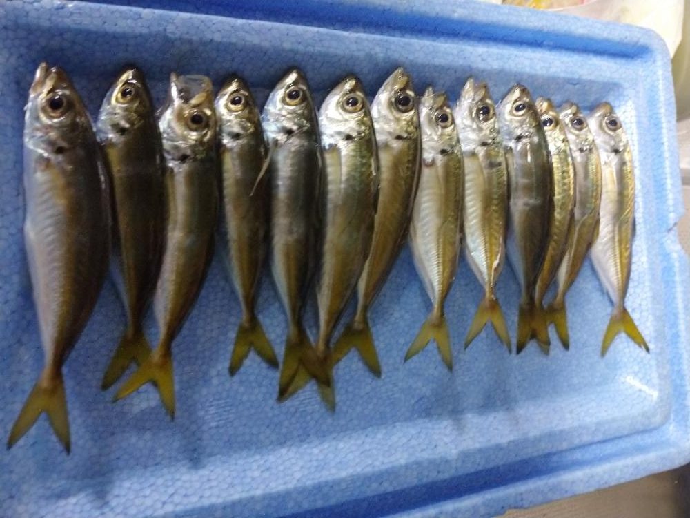 豆アジリベンジ