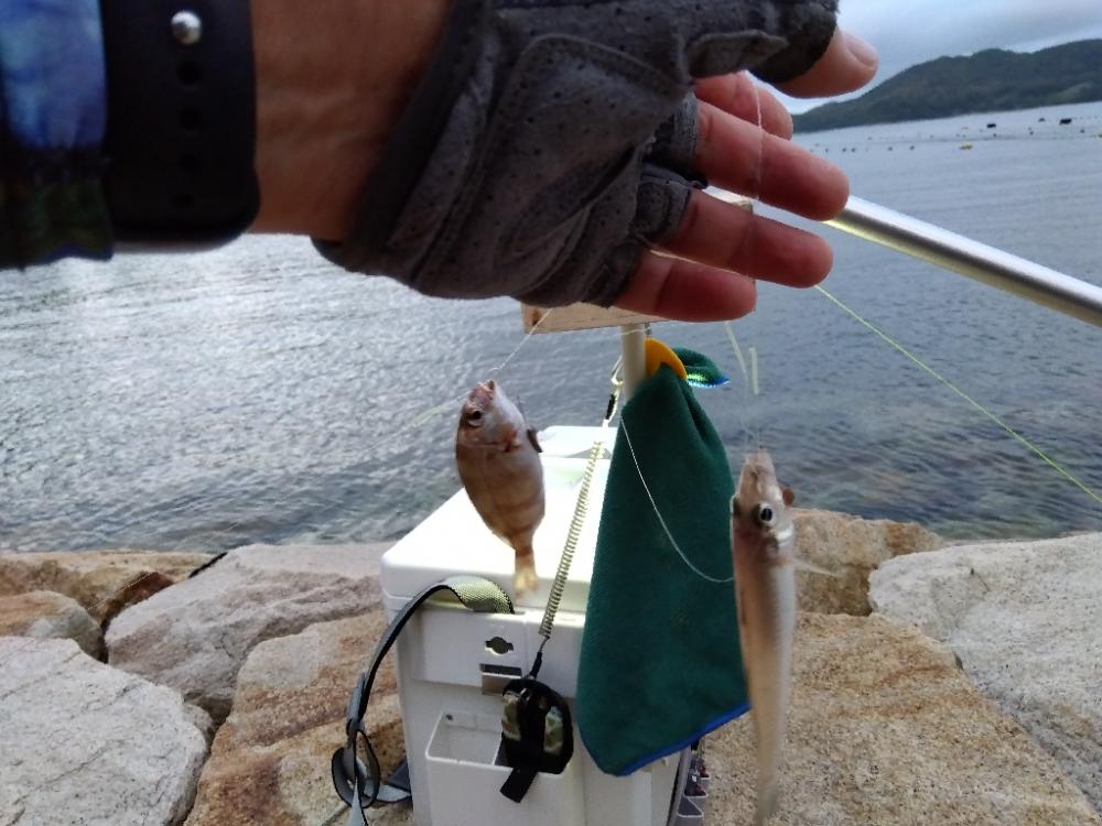 室津のキス釣り