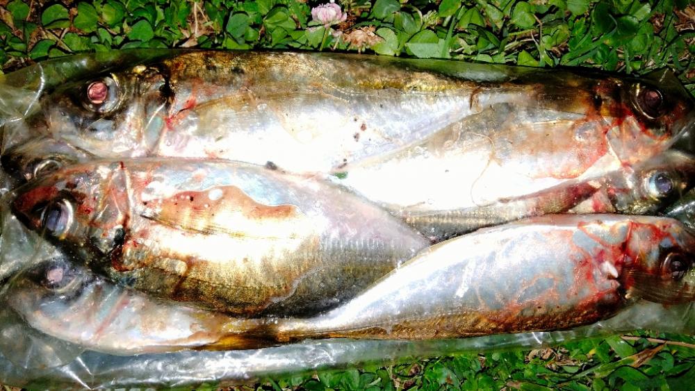 滑り込みアジング