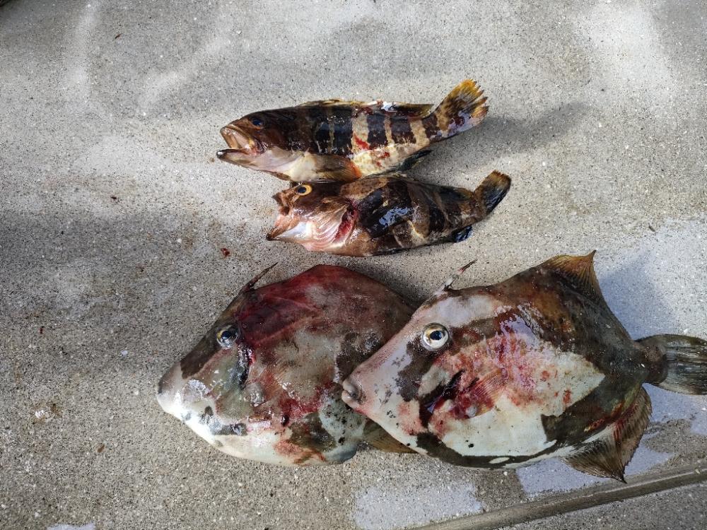 浜田にでブラクリ釣り