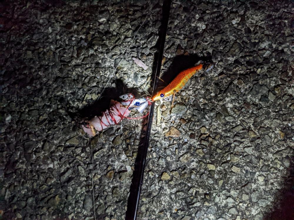 今季9杯目🐙！！