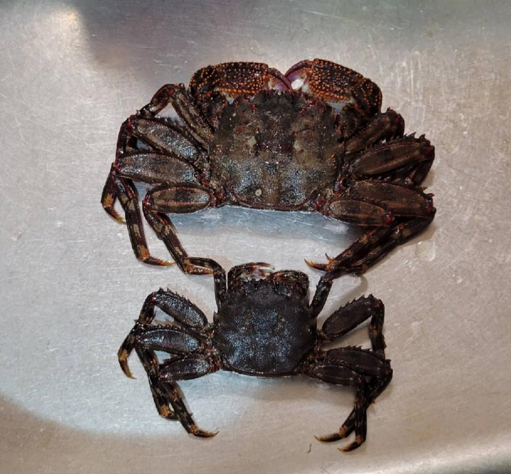 雨の中、のませでガシラ