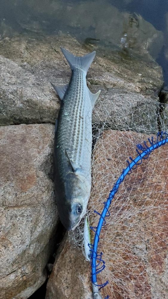 シーバス久しぶり