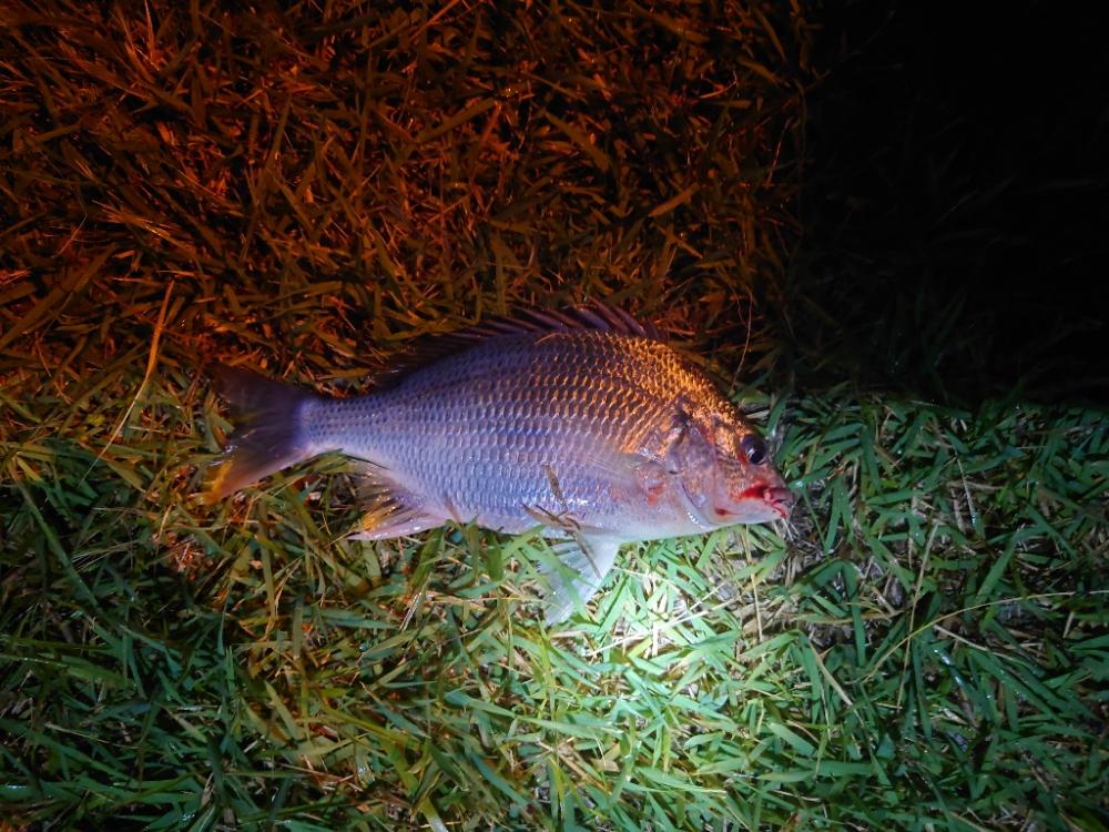 またまたチヌのみm(__)m