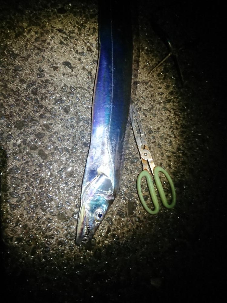 エギングと刀狩り❗