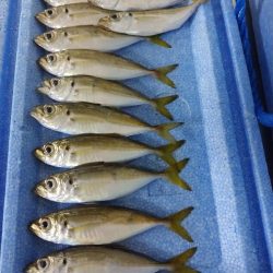 今夜も豆アジ修行