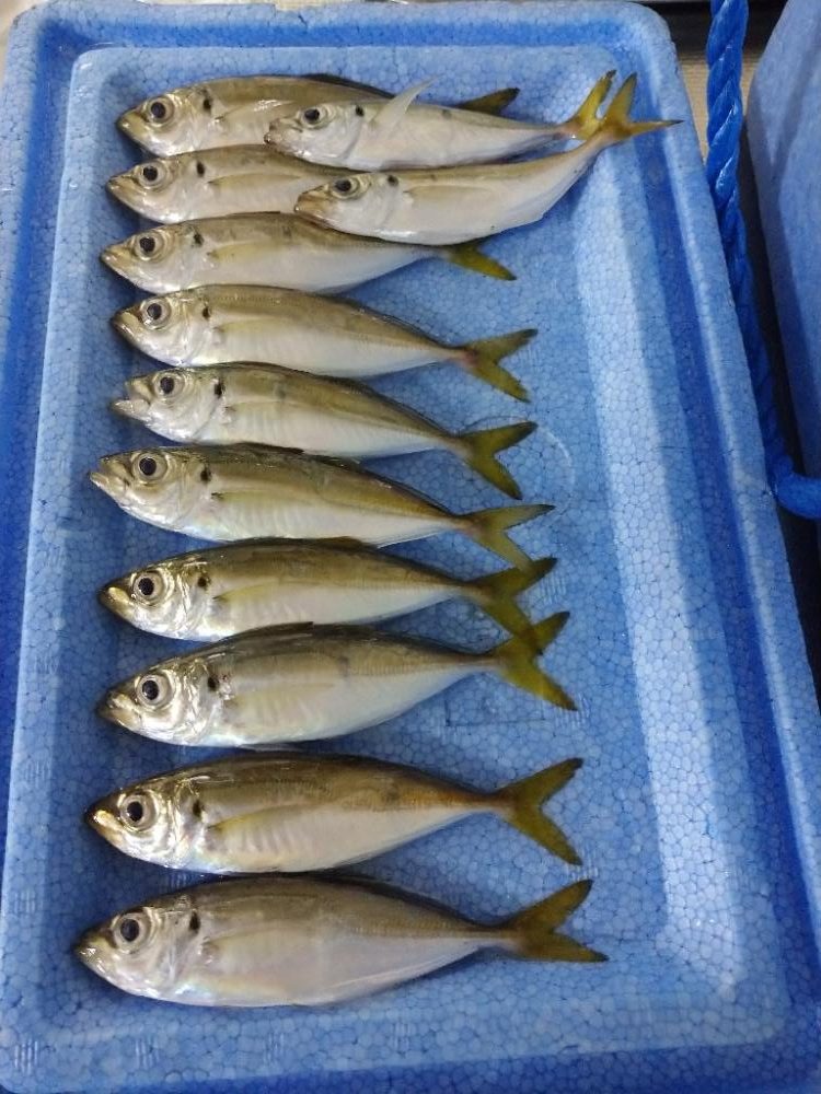 今夜も豆アジ修行